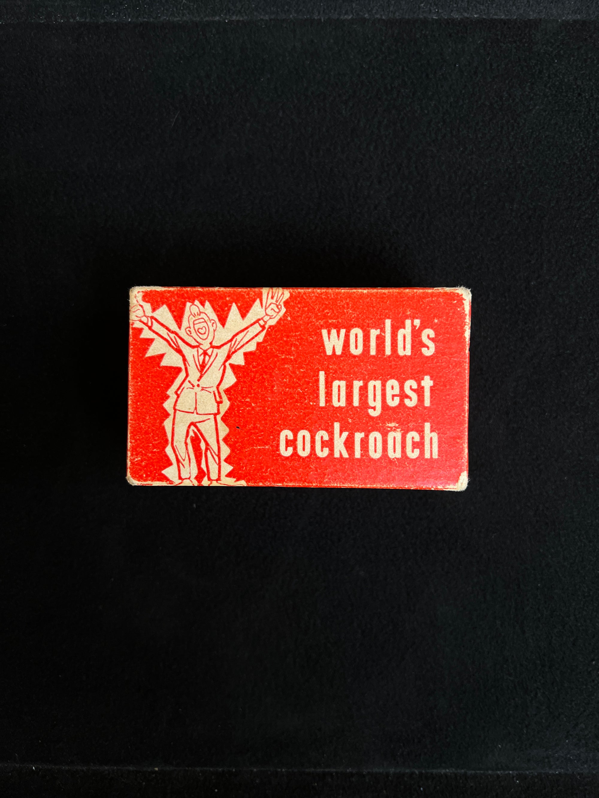 World's Largest Cockroach -